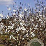Magnolia loebneri 'Merrill' 200-250 cm draadkluit meerstammig 160-180 cm diameter