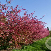 Malus 'Profusion' 200-250 cm draadkluit meerstammig 160-180 cm diameter