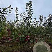Malus 'Red Sentinel' 175-200 cm draadkluit meerstammig 200-250 diameter