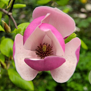 Magnolia soul. 'Lombardy Rose' 200-250 cm draadkluit meerstammig 160-180 cm diameter