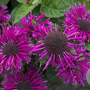 Monarda Bee-You Bee-Free GM P9