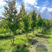 Parrotia persica 'Vanessa' 250-300 cm draadkluit meerstammig 350-400 diameter