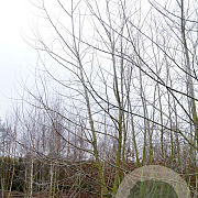 Populus alba 550-600 cm draadkluit meerstammig 400-500 diameter