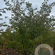 Prunus 'Accolade' 250-300 cm draadkluit meerstammig 350-400 diameter