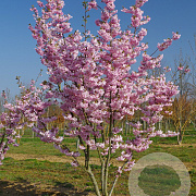 Prunus accolade 500-550 cm draadkluit meerstammig 400-450 diameter