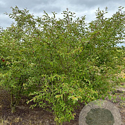 Prunus 'The Bride' 200-250 cm draadkluit meerstammig 160-180 cm diameter
