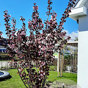 Prunus cer. 'Nigra' 450-500 cm draadkluit meerstammig 200-250 diameter