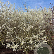 Prunus incisa 'Fujiyama' 250-300 cm draadkluit struik 175-200 diameter
