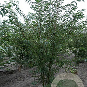 Prunus padus 200-250 cm draadkluit meerstammig 160-180 cm diameter