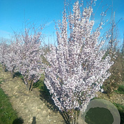 Prunus 'Pandora' 500-550 cm draadkluit meerstammig 400-450 diameter