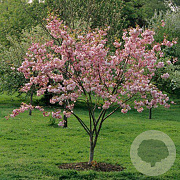 Prunus ser. 'Pink Perfection' 450-500 cm draadkluit meerstammig 200-250 diameter