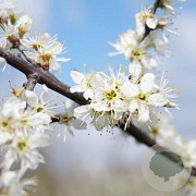 Prunus spinosa 'Purpurea' 350-400 cm draadkluit struik 140-160 diameter