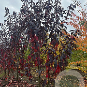 Prunus ser. 'Royal Burgundy' 250-300 cm draadkluit meerstammig 350-400 diameter