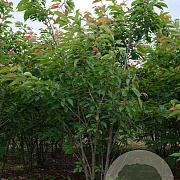 Prunus ser. 'Ukon' 450-500 cm draadkluit meerstammig 200-250 diameter