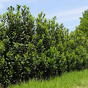 Prunus l. 'Greentorch' 250-300 cm draadkluit struik 175-200 diameter