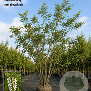 Robinia pseudoacacia 500-550 cm draadkluit meerstammig 400-450 diameter