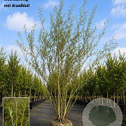 Salix 'Caradoc' 200-250 cm draadkluit meerstammig 160-180 cm diameter