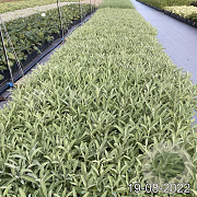 Salvia officinalis GM 2,0L