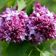 Syringa v. 'Paul Deschanel' 250-300 cm draadkluit struik 175-200 diameter