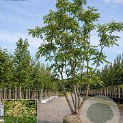 Tetradium daniellii 450-500 cm draadkluit meerstammig 200-250 diameter