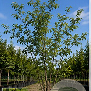 Ulmus laevis 250-300 cm draadkluit meerstammig 350-400 diameter
