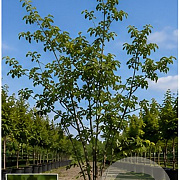 Ulmus minor 450-500 cm draadkluit meerstammig 200-250 diameter