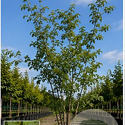 Ulmus minor suberosa 250-300 cm draadkluit meerstammig 350-400 diameter
