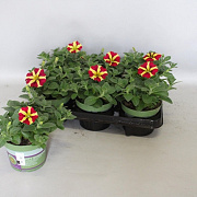 Petunia Queen of Hearts GM P12