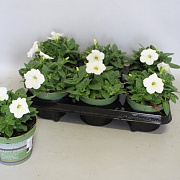Petunia White GM P12