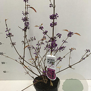 Callicarpa bod. 'Profusion' 40-50 cm 3,0L