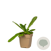 Dipsacus fullonum GM  P11