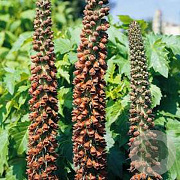 Digitalis parviflora GM P9