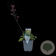 Heuchera 'Paris' GM  P11
