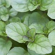 Mentha rot. 'Eau de Cologne' GM P9