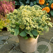 Sedum 'Sunkissed' GM P9