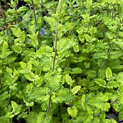 Teucrium scor. 'Crispum' GM P9