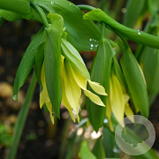 Uvularia grandiflora pallida GM P9