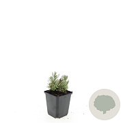 Lavandula ang. 'Hidcote' GM P9