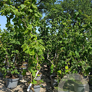 Corylus a. 'Contorta' 80-100 cm 4,5L