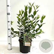 Aronia melanocarpa 'Hugin' 70-80 cm 2,0L