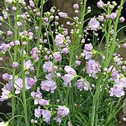 Cardamine pratensis 'Flore pleno' GM P9