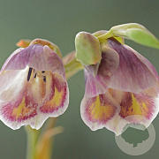 Gladiolus papilio GM P9