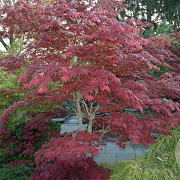 Acer palmatum 'Atropurpureum Novum' 150-175 cm cont. 70L meerstammig
