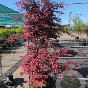 Acer palmatum 'Atropurpureum Novum' 175-200 cm 20L meerstammig