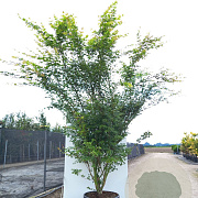 Acer palmatum 175-200 cm 20L meerstammig