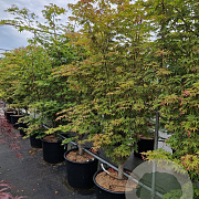 Acer pal. 'Osakazuki' 150-175 cm cont. 70L meerstammig