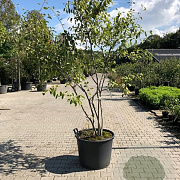 Amelanchier lamarckii 200-250 cm cont. 70L meerstammig