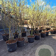 Amelanchier lamarckii 250-300 cm cont. 90L meerstammig