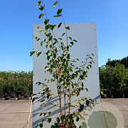 Betula utilis 'Doorenbos' 175-200 cm 20L meerstammig
