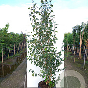 Betula utilis 'Doorenbos' 200-250 cm cont. 70L meerstammig